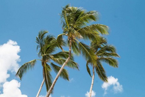 Пальмы на ветру